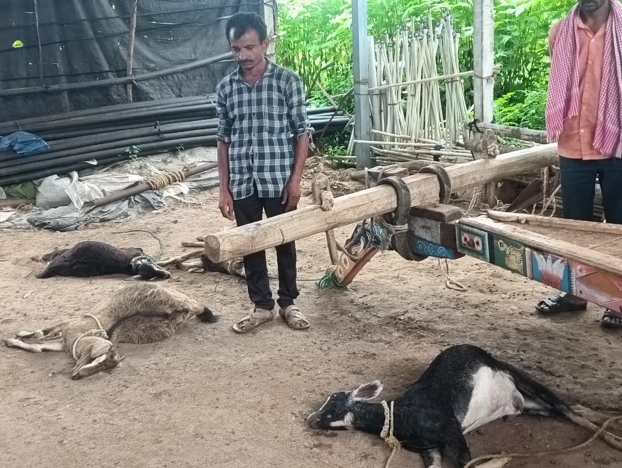 ಚಿರತೆದಾಳಿ 5 ಮೇಕೆಗಳು ಸಾವು